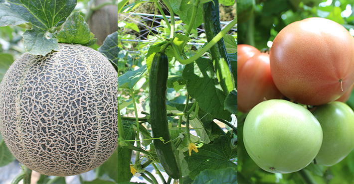 農産物メロン、きゅうり、トマト