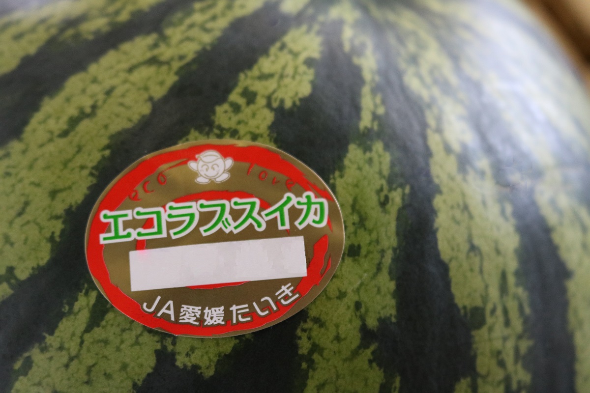 エコラブスイカ始まりました🍉 ｜ 営農日記 - JA愛媛たいき