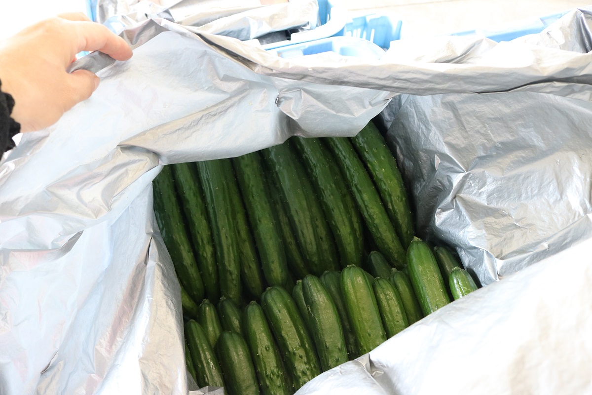 植えてから1ヶ月が大切＞＞キュウリ間もなく出荷ピーク！ ｜ 営農日記 - JA愛媛たいき