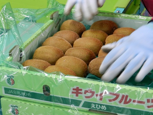 キウイフルーツ出荷開始！ ｜ 営農日記 - JA愛媛たいき