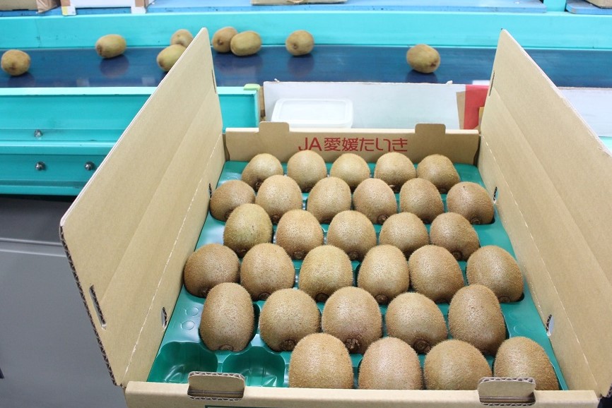 キウイのツル　ダンボール箱いっぱい☆100サイズ　ウサギ　オヤツ うさぎの野菜発送用 可愛すぎるダンボール箱｜格安価格のダンボール