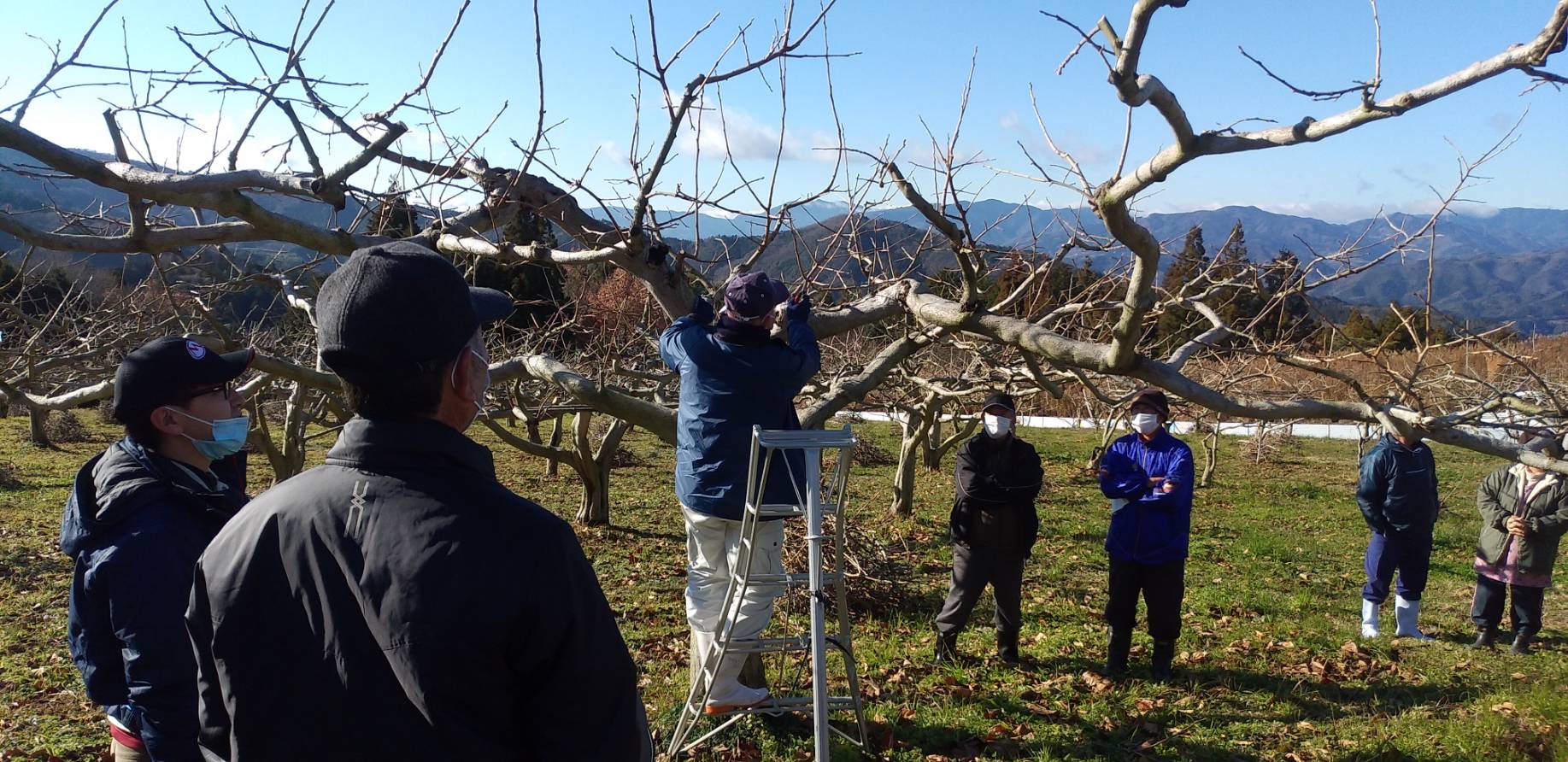 柿の整枝 せん定講習会を行いました 営農日記 Ja愛媛たいき