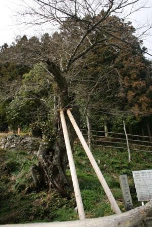 用の山の桜