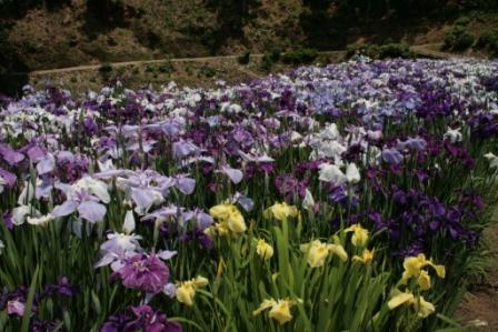一面に広がる花菖蒲