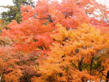 色鮮やかな稲荷山の楓