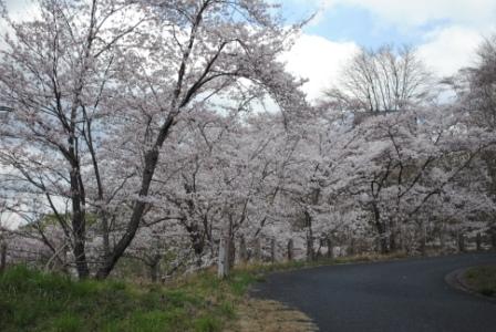 満開の桜